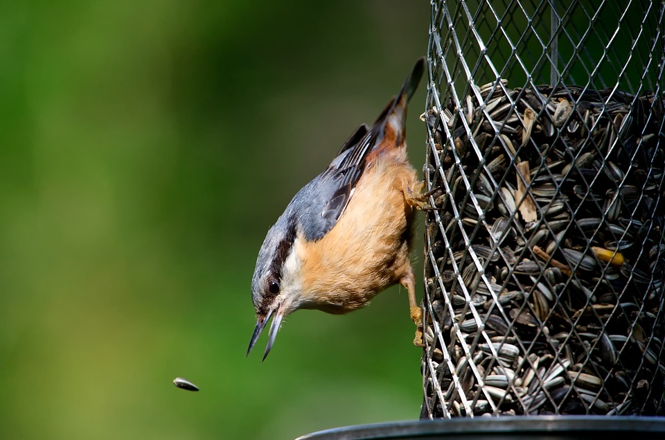 Bird eating a seed from a feeder