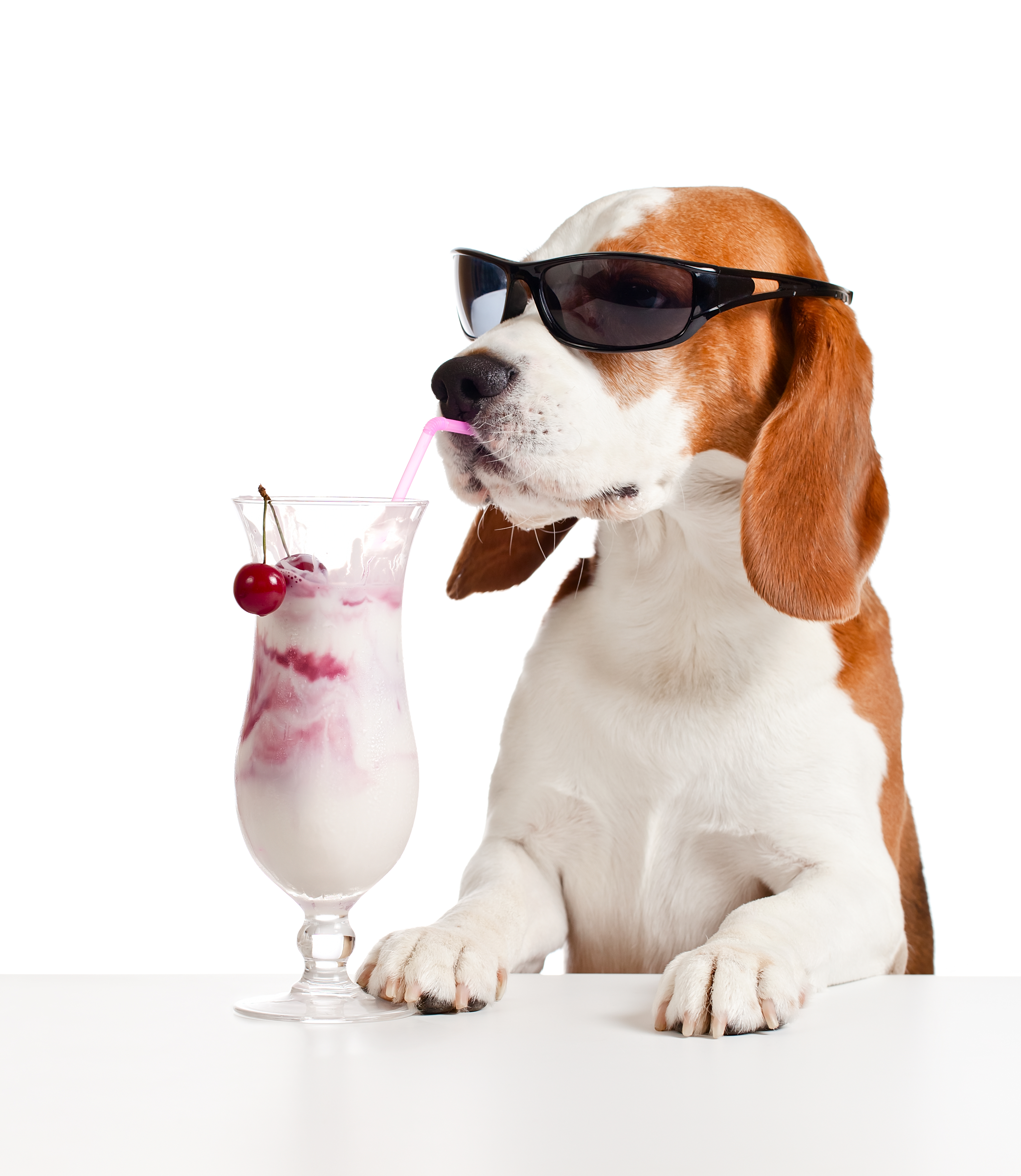 cute dog in sunglasses drink cocktail , isolated on white