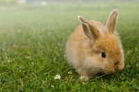 Baby gold rabbit in grass