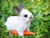 easter bunny