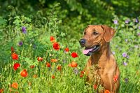 spring dog