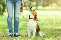 dog on a leash