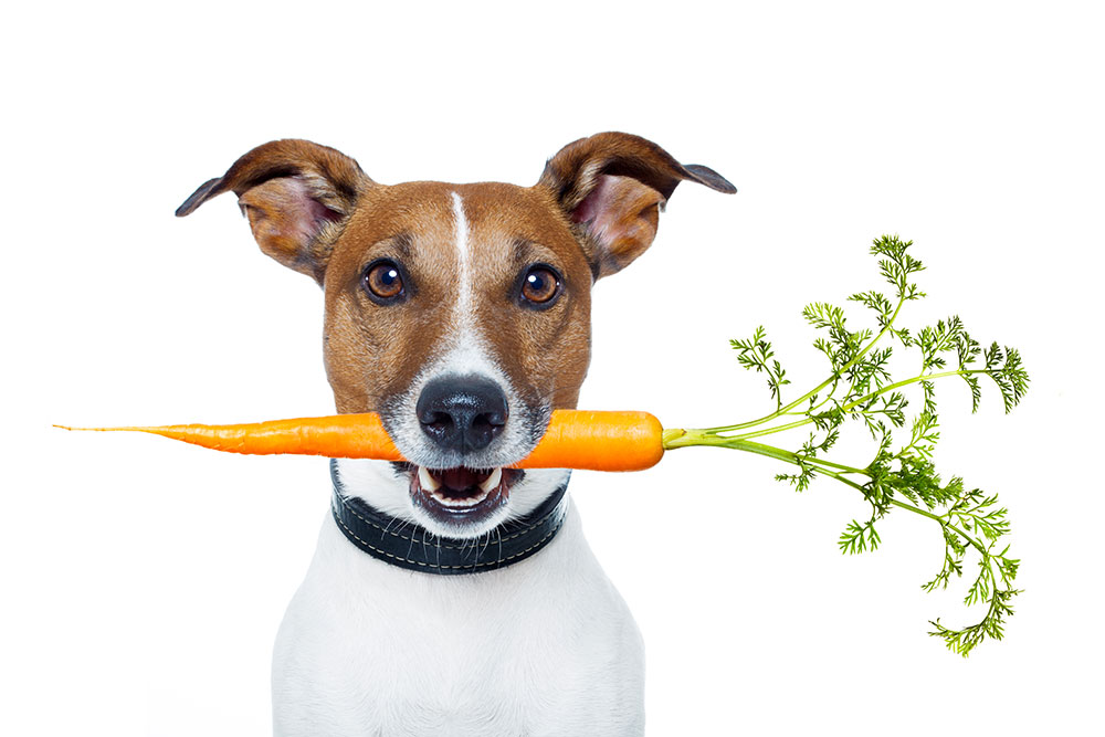 dog with carrot
