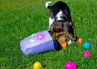 easter eggs dog