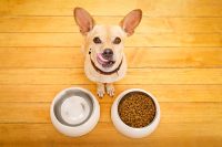 dog with 2 bowls