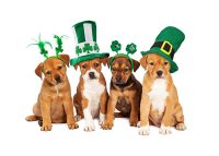 dogs on st patricks day