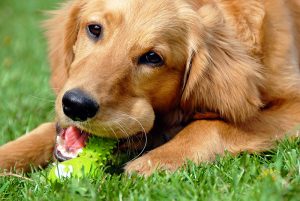 Golden Retriever With Toy
