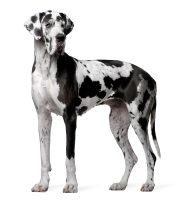 Great Dane