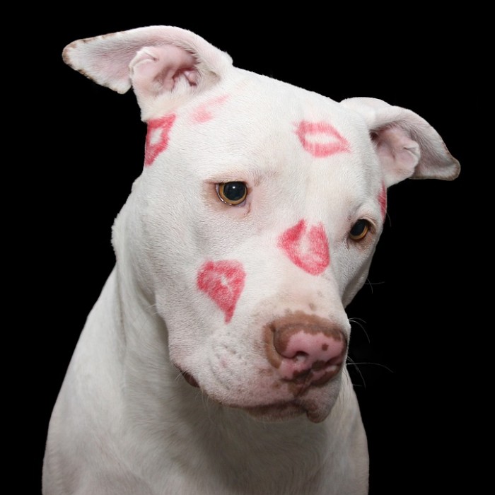 Dog With Kiss Marks