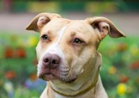 Pitt Bull