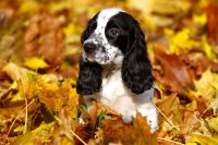 cocker spaniel
